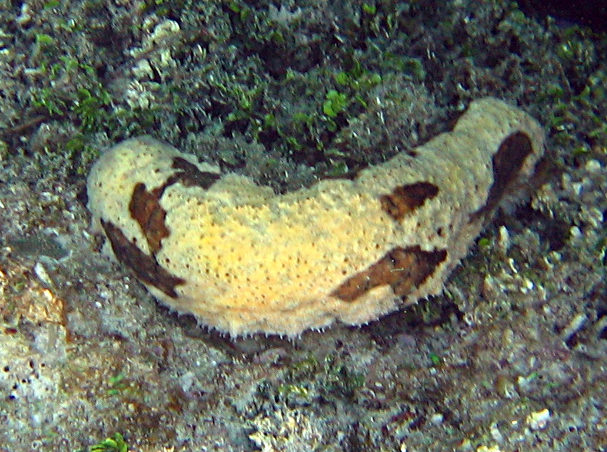 Holothuria floridana